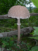 Mushrooms at Pretty Run
